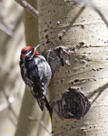 Red naped Sapsucker